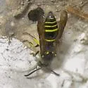 Ancistrocerus capra - photo 5