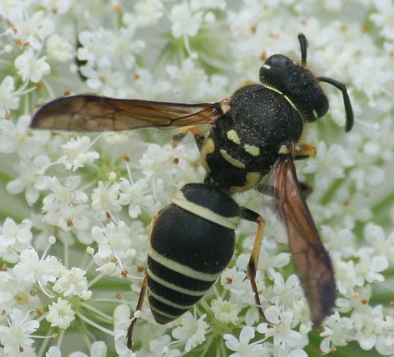 Ancistrocerus catskill - photo 2