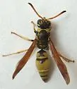 Ancistrocerus lineativentris