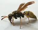 Ancistrocerus lineativentris - photo 2