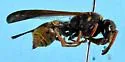 Ancistrocerus lineativentris - photo 3