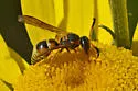 Ancistrocerus lineativentris - photo 5