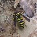 Ancistrocerus lutonidus - photo 2