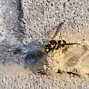 Ancistrocerus lutonidus - photo 4