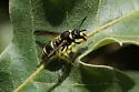 Ancistrocerus lutonidus - photo 5