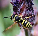 Ancistrocerus spilogaster - Ancistrocerus spilogaster