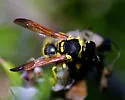 Ancistrocerus spilogaster - photo 2