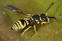 Ancistrocerus spilogaster - photo 3
