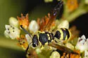 Ancistrocerus spilogaster - photo 4