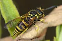 Ancistrocerus spilogaster - photo 5