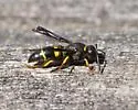 Ancistrocerus spinolae - photo 2