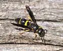 Ancistrocerus spinolae - photo 3