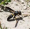 Ancistrocerus spinolae - photo 4