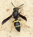 Ancistrocerus spinolae - photo 5
