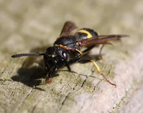 Ancistrocerus trifasciatus - photo 3