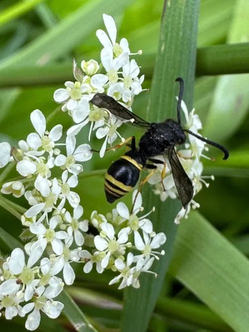 Ancistrocerus trifasciatus - photo 4