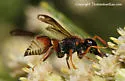 Ancistrocerus tuberculocephalus - Ancistrocerus tuberculocephalus