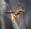 Ancistrocerus tuberculocephalus - photo 2