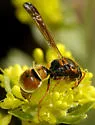 Ancistrocerus tuberculocephalus - photo 3