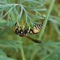 Ancistrocerus tuberculocephalus - photo 4