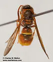 Ancistrocerus tuberculocephalus - photo 5