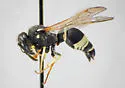 Ancistrocerus undescribed species A