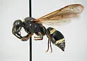Ancistrocerus undescribed species B