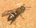 Ancistrocerus undescribed species B - photo 2