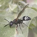 Ancistrocerus undescribed species B - photo 3