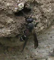 Ancistrocerus undescribed species B - photo 4