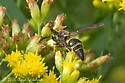 Ancistrocerus unifasciatus