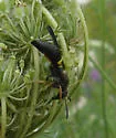 Ancistrocerus unifasciatus - photo 2