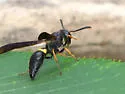 Ancistrocerus unifasciatus - photo 3