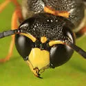 Ancistrocerus unifasciatus - photo 4