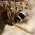 Ancistrocerus waldenii - photo 2