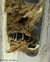 Ancistrocerus waldenii - photo 3