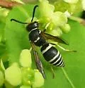Ancistrocerus waldenii - photo 4