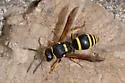 Ancistrocerus waldenii - photo 5