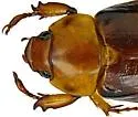Ancognatha manca - photo 3