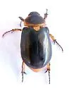 Ancognatha manca - photo 4