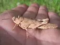 Hebard's Blue-winged Desert Grasshopper