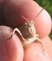 Hebard's Blue-winged Desert Grasshopper - photo 2