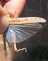 Hebard's Blue-winged Desert Grasshopper - photo 3