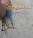 Hebard's Blue-winged Desert Grasshopper - photo 4