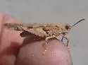 Hebard's Blue-winged Desert Grasshopper - photo 5