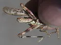 Alkali Grasshopper - photo 2