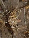 Alkali Grasshopper - photo 3
