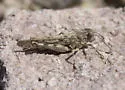 Alkali Grasshopper - photo 4