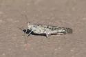 Alkali Grasshopper - photo 5