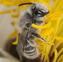 Ancylandrena atoposoma